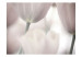 Fototapet Svartvita tulpaner - närbild på blommor med suddig bakgrund 60636 additionalThumb 1