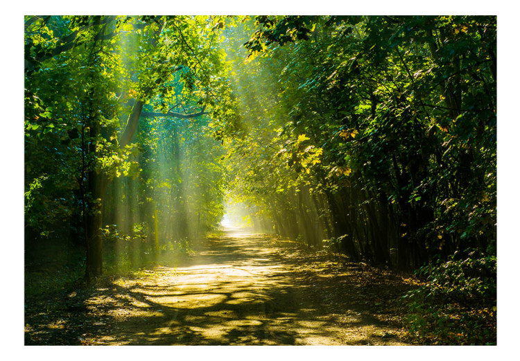 Fototapet Skogsmiljö - avkopplande väg i solens strålar mellan träden 62336 additionalImage 1