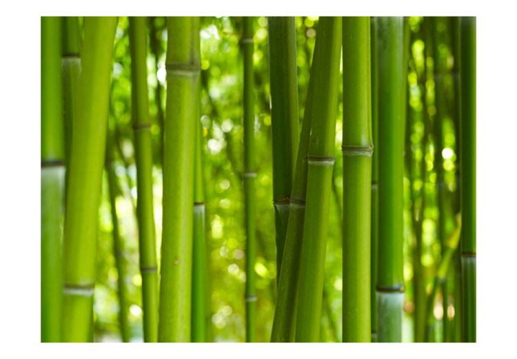 Fototapet Orient - avkopplande växtmotiv med närbild på blad och bambu 61446 additionalImage 1