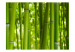 Fototapet Orient - avkopplande växtmotiv med närbild på blad och bambu 61446 additionalThumb 1
