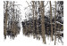 Fototapet Trees - autumn 60266 additionalThumb 1