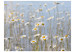 Fototapet Prästkragar - landskapsvy med äng och närbild på blommor mot blå himmel 60466 additionalThumb 1