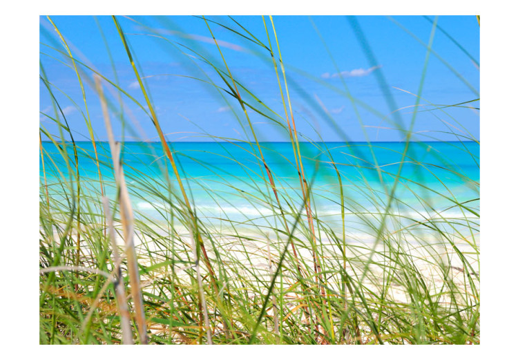 Fototapet Semester - paradisstrand bakom högt gräs mot en blå himmel och hav 61696 additionalImage 1