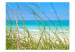 Fototapet Semester - paradisstrand bakom högt gräs mot en blå himmel och hav 61696 additionalThumb 1