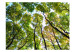 Fototapet Looking up at the trees 60507 additionalThumb 1