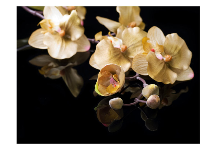 Fototapet Orchidee i ecru nyanser - dämpat blommigt motiv på svart bakgrund 60227 additionalImage 1