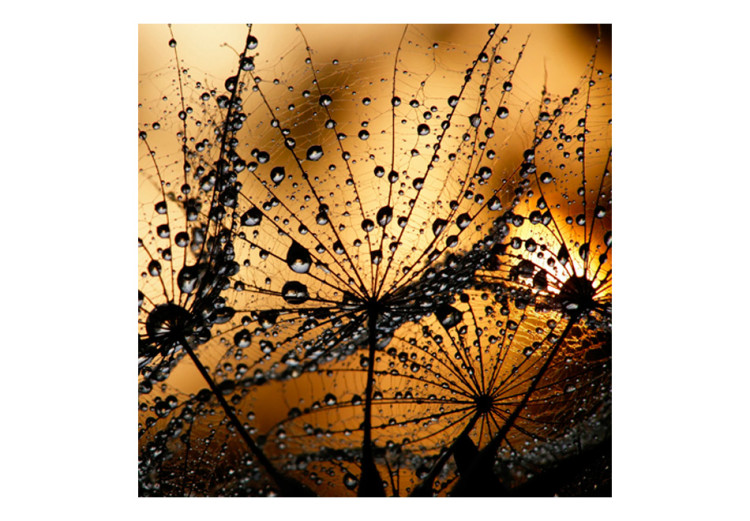 Fototapet Maskrosor i regn - närbild på blommor i regndroppar och sol 60637 additionalImage 1