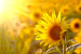 Fototapet Sommarväxtmotiv - gul blomma i solen på bakgrund av solrosfält 60737