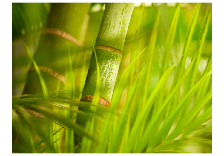 Fototapet Orient - skogsmotiv med växter i orientalisk stil, bambu i solen och suddig bakgrund 61447