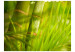 Fototapet Orient - skogsmotiv med växter i orientalisk stil, bambu i solen och suddig bakgrund 61447