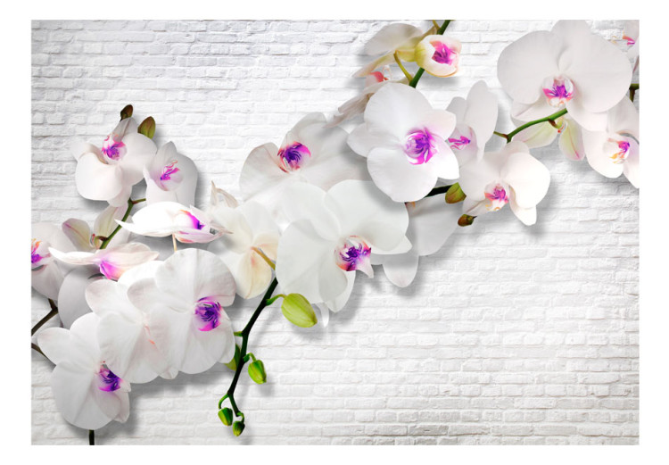 Fototapet Mur och natur - blommande orkidé med knoppar mot en tegelvit mur 61847 additionalImage 1