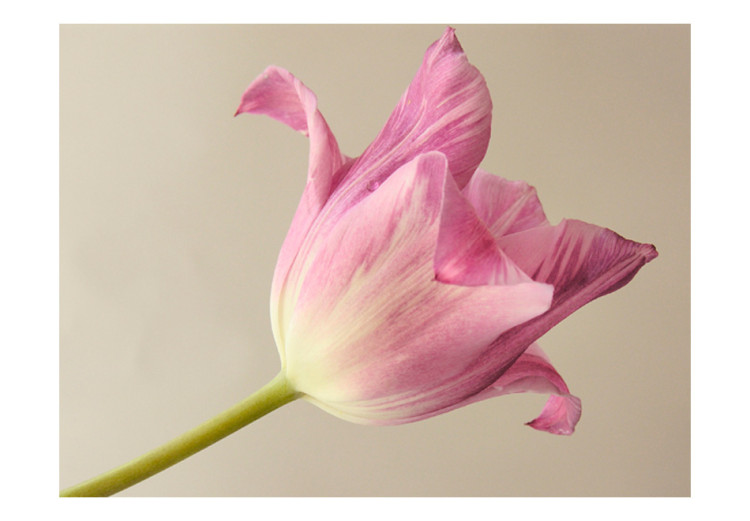 Fototapet Pink tulip 60357 additionalImage 1