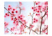 Fototapet Symbol för Japan - körsbärsblommor sakura - ljust växtmotiv med japansk inspiration 60657 additionalThumb 1