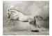 Fototapet Stark hingst - vit hoppande häst på sanden i en grå dimma 61267 additionalThumb 1