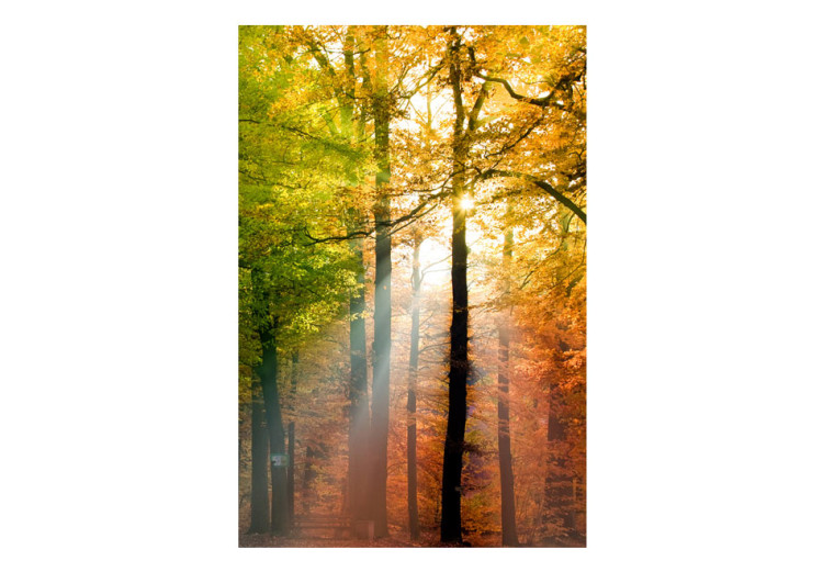 Fototapet Höstskog - soligt skoglandskap med träd med färgglada löv 60277 additionalImage 1