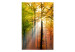 Fototapet Höstskog - soligt skoglandskap med träd med färgglada löv 60277 additionalThumb 1