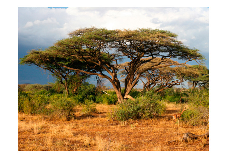 Fototapet I Samburu-landet i Kenya - landskap med träd och buskar på savannen 61397 additionalImage 1