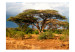 Fototapet I Samburu-landet i Kenya - landskap med träd och buskar på savannen 61397 additionalThumb 1