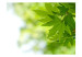 Fototapet Löv - ljusa naturliga växtmotiv med lönnlöv i centrum 60208 additionalThumb 1