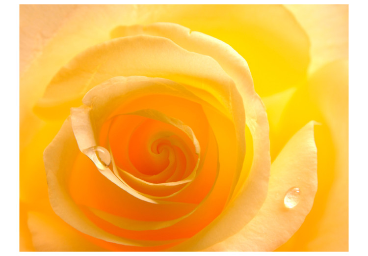 Fototapet Gul ros - imponerande närbild på rosens kronblad med daggdroppar 60328 additionalImage 1