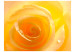 Fototapet Gul ros - imponerande närbild på rosens kronblad med daggdroppar 60328 additionalThumb 1