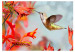 Fototapet Kolibriens flykt - kolibri som suger nektar från en röd blomma 61328 additionalThumb 1
