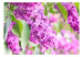 Fototapet Fläderblommor - vårmotiv med närbild på växter mot suddig bakgrund 60668 additionalThumb 1