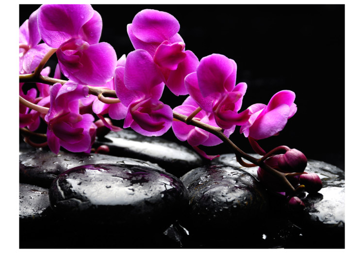 Fototapet Stunder av avkoppling - orkidéblommor på zen-stenar på svart bakgrund 60188 additionalImage 1