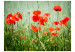 Fototapet Rött maskfält - äng med närbild på blommor och suddig bakgrund 60398 additionalThumb 1