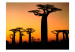 Fototapet Afrikanska baobabträd 61398 additionalThumb 1
