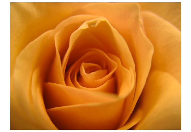 Fototapet Gul ros - symbol för vänskap, naturlig närbild på rosens kronblad 60329 additionalImage 1