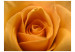 Fototapet Gul ros - symbol för vänskap, naturlig närbild på rosens kronblad 60329 additionalThumb 1