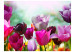 Fototapet Vacker vårträdgård - naturligt blommotiv med tulpaner i solen 60349 additionalThumb 1