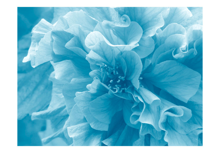 Fototapet Blå azaleor - närbild på blommans kronblad i ljusa färger 60449 additionalImage 1