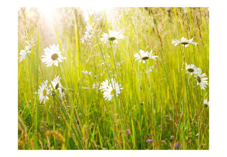 Fototapet Kornfält - soligt landskapsvy med blommor och gräs i solen 60469 additionalImage 1