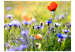 Fototapet Äng - vallmo och makrouppfattning av blommor på suddig ängsbakgrund 60479 additionalThumb 1